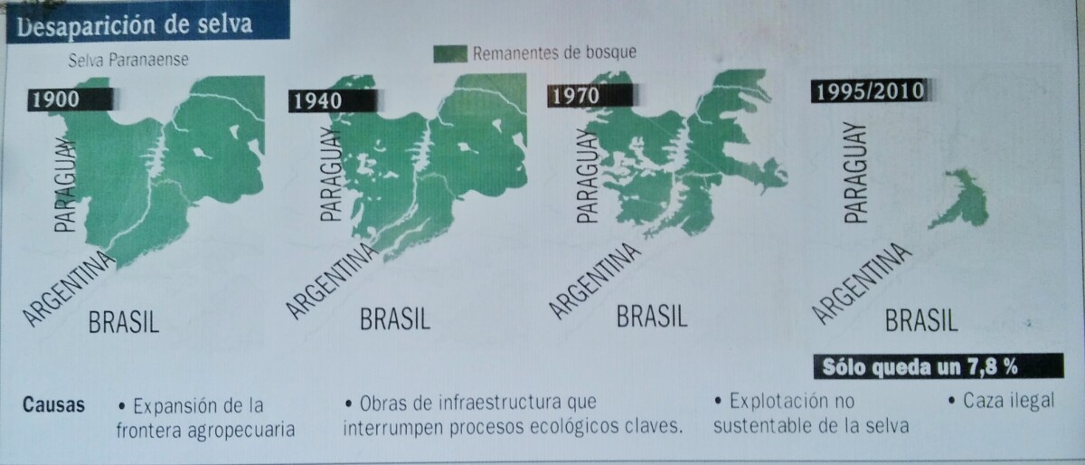 La reducción de la selva en distintos países, solo queda un 7,8% de la selva original., mayoritariamente en Argentina, inexistente en Paraguay.