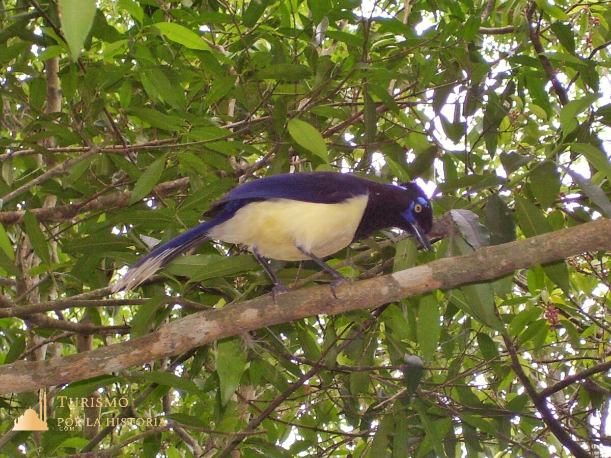 Ave violeta oscuro con su panza amarillo claro y ojo amarillo oscuro sobre una rama cataratas del Iguazú argentina