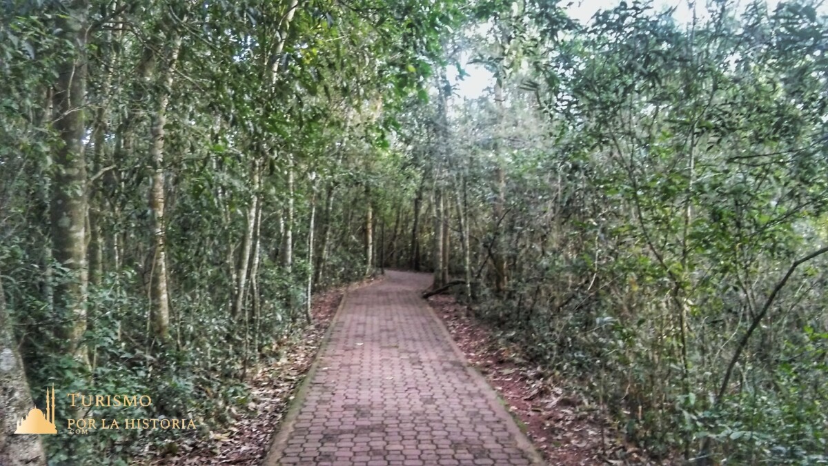 Sendero de piso de baldosas a nivel del suelo que cruza la selva de las cataratas del Iguazú argentina