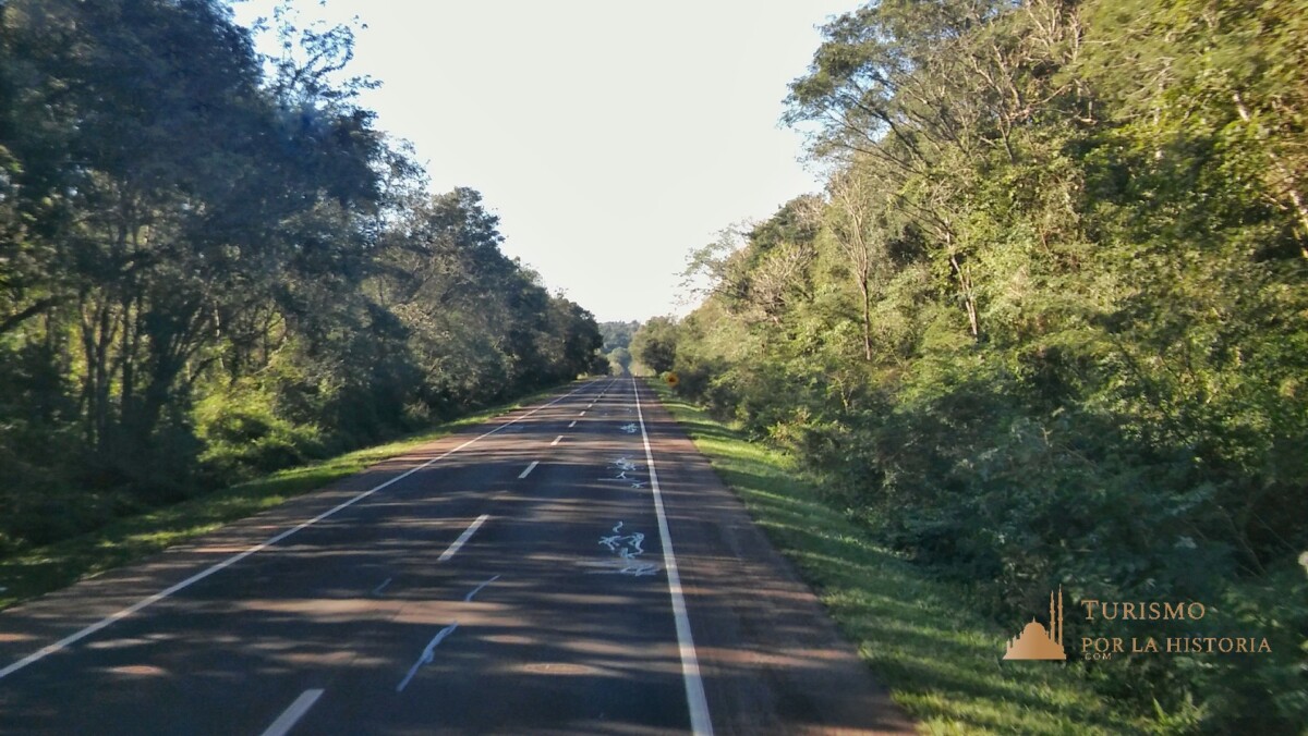 Ruta rodeada por selva