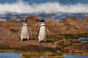 pinguinos magallanicos en isla lobos