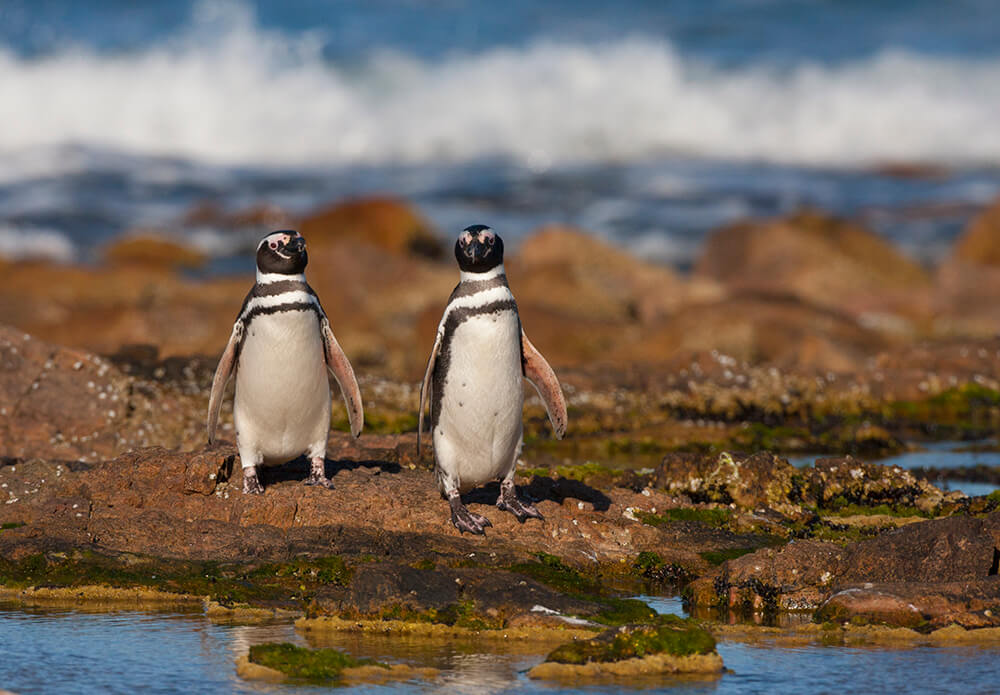 pinguinos magallanicos en isla lobos