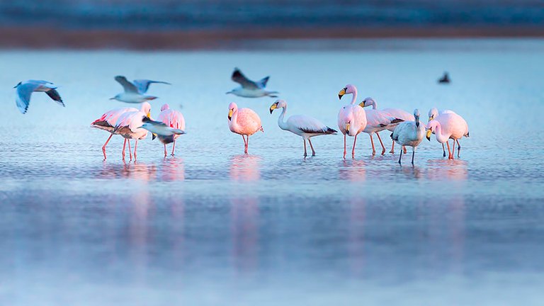 Diferentes aves sobre el espejo del agua en el nuevo parque nacional Ansenuza